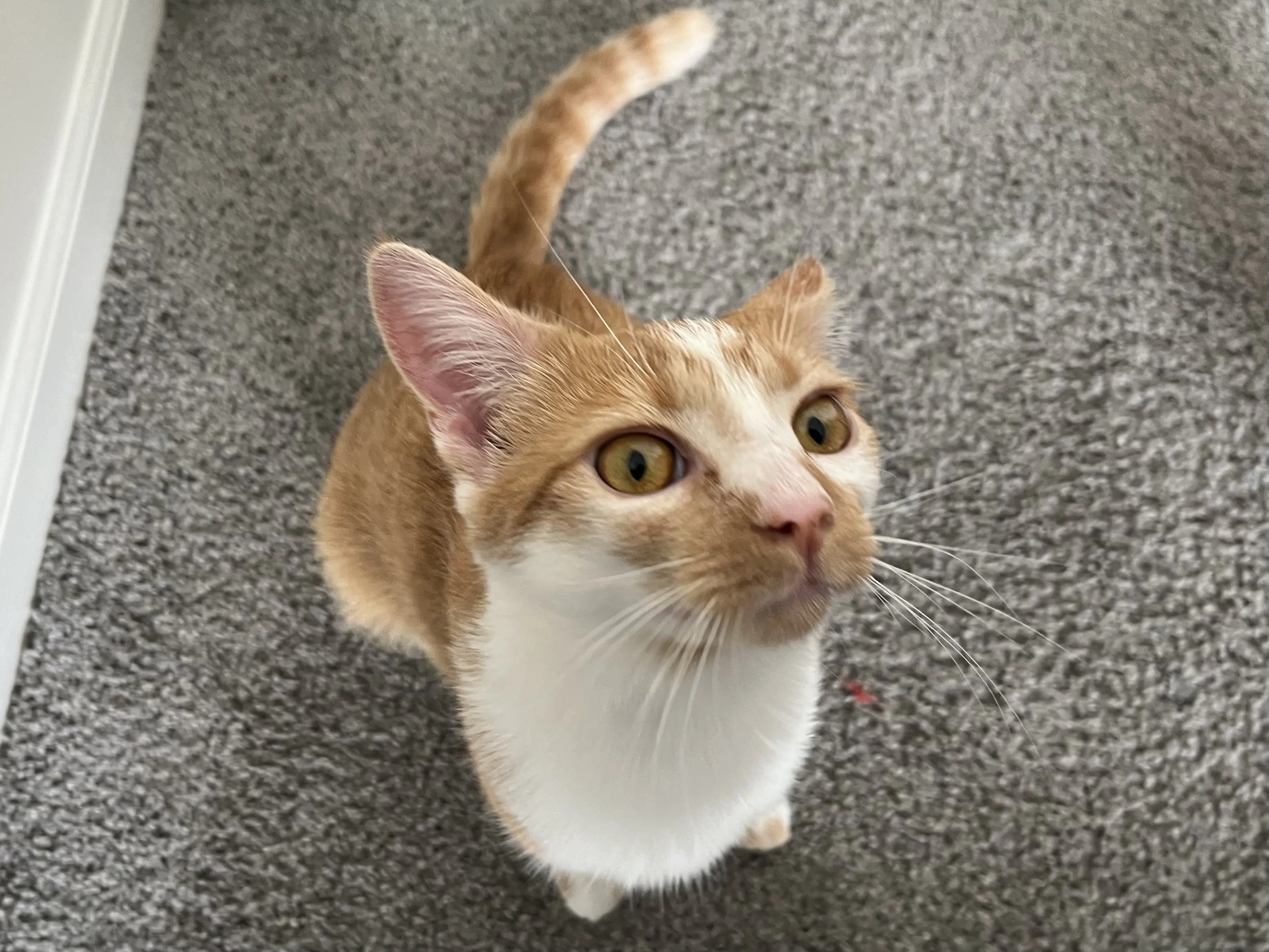 Pecan the orange cat